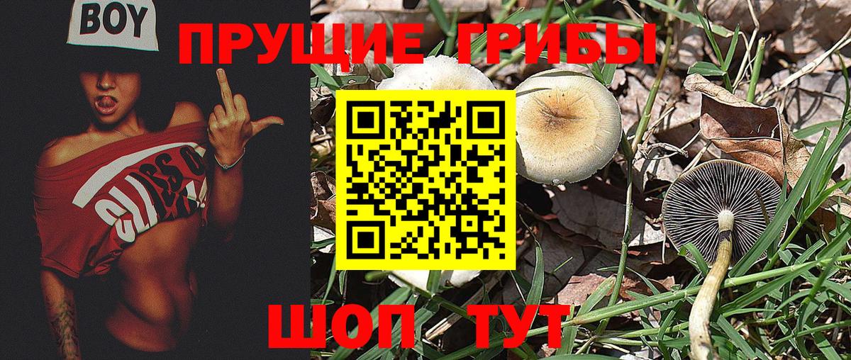 Псилоцибиновые грибы Magic Shrooms  Вход с VPN  Кропоткин  Псилоцибиновые грибы MAGIC MUSHROOMS 